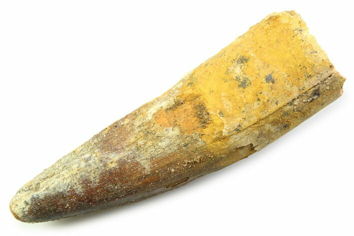 Fossil Spinosaurus Tooth - Real Fossil Tooth #357696